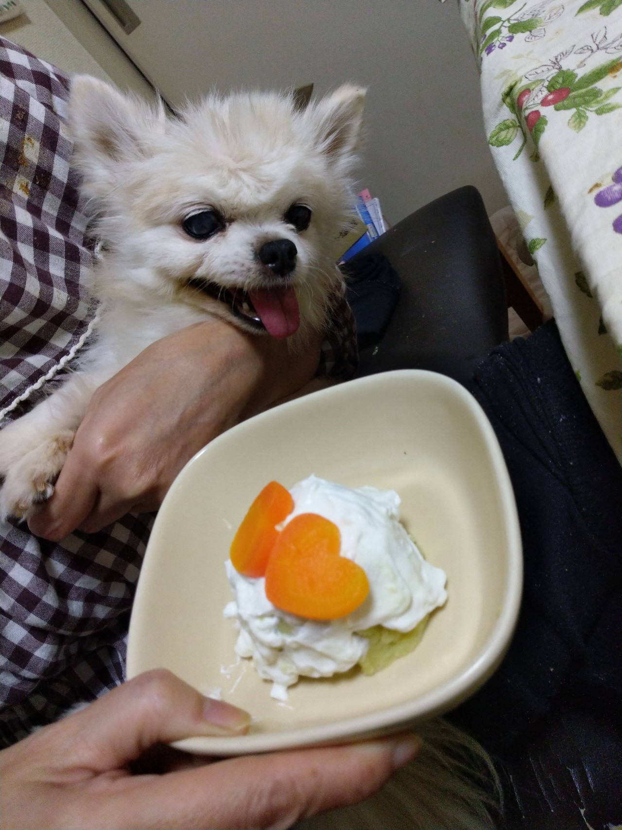 [ベスト] ご飯食べない 犬 吐く 339646犬 ご飯食べない 吐く 老犬 jokiojossblogpict