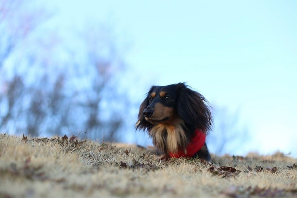 考える犬になるために 高野 縁 たかのゆかり Note