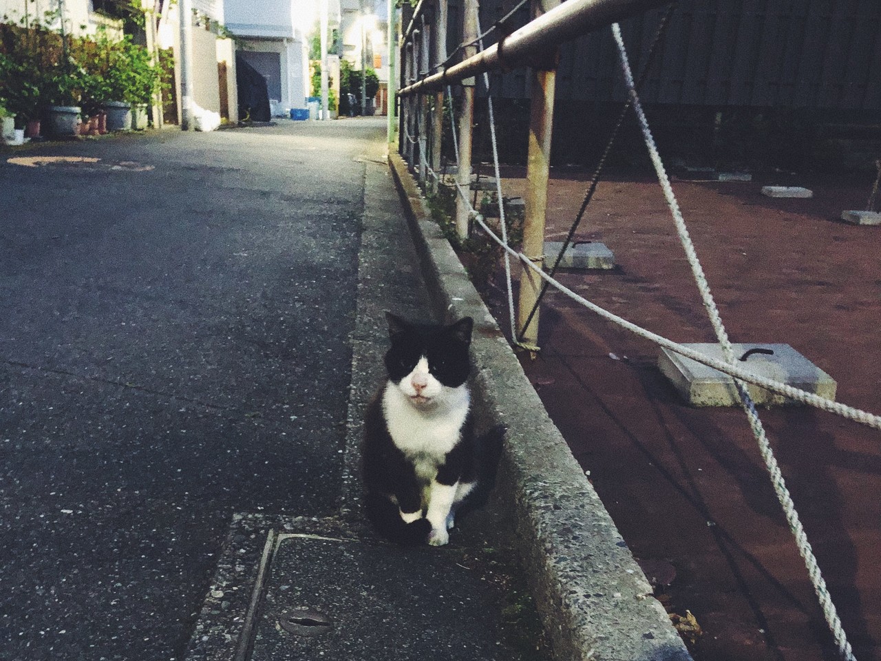 路上で見かけた黒と白のハチワレのねこ