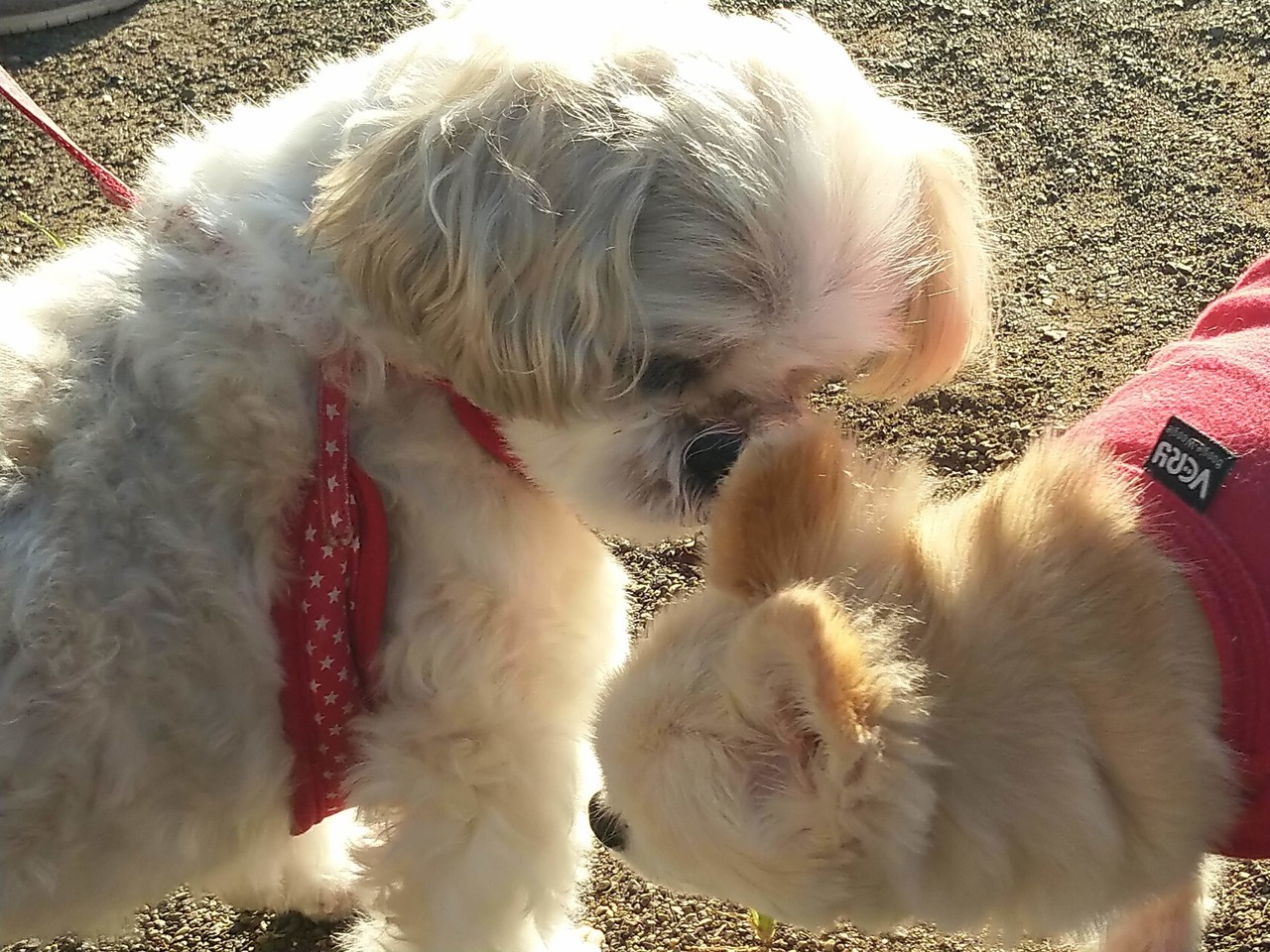 犬を飼うということ 虹の橋の愛する者へ向けて レンタルセラピスト 天地 空 Note