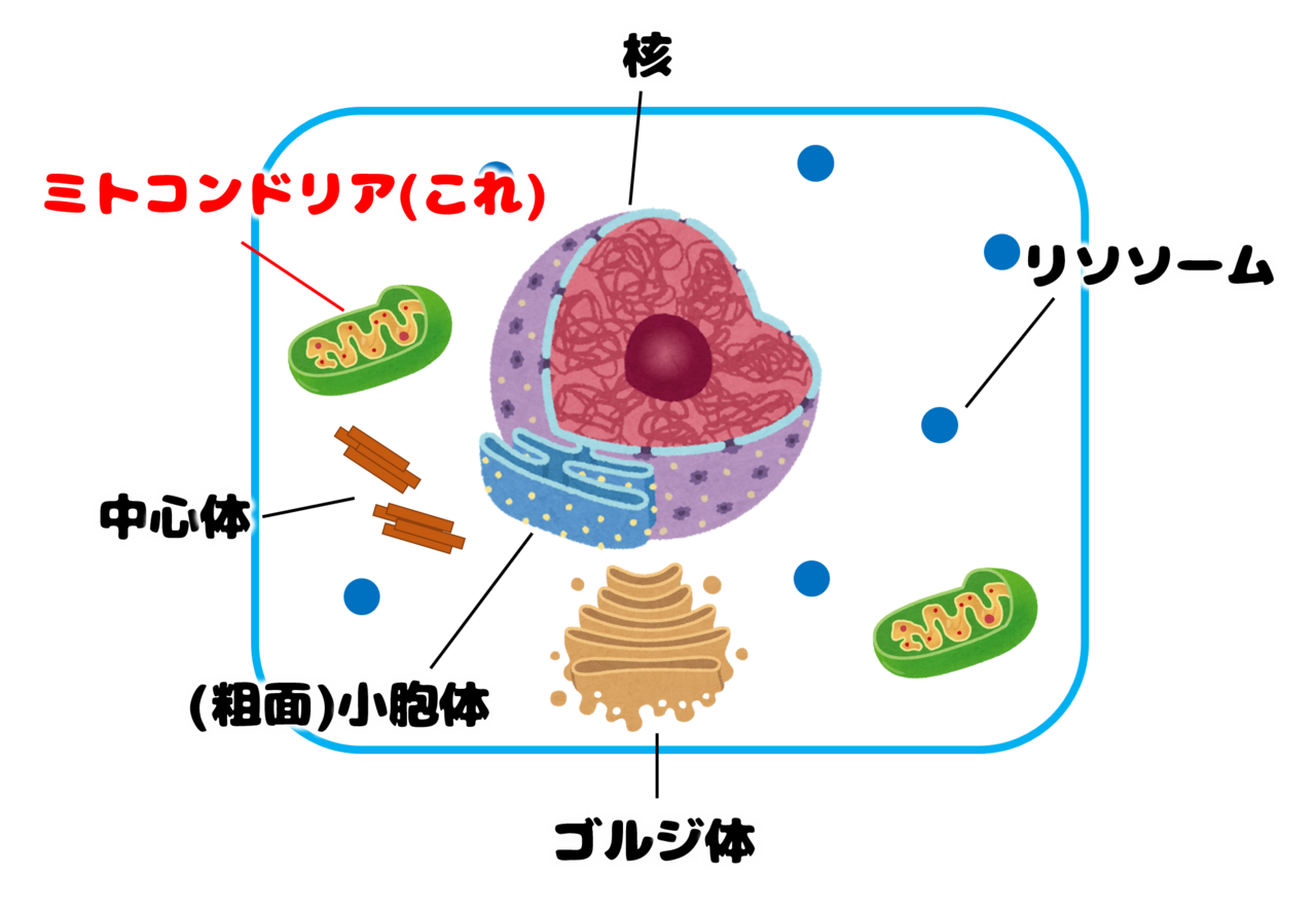 50 ミトコンドリア いらすとや 最高の壁紙のアイデアcahd