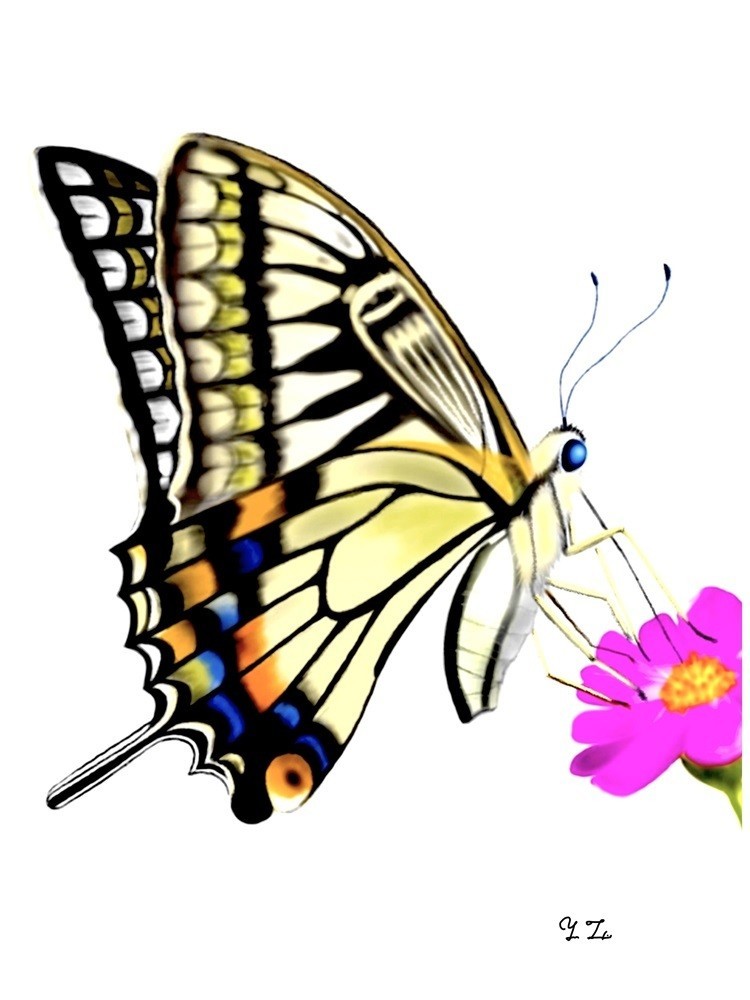 Pictjpsipmbnt2 最も人気のある イラスト 蝶々 横向き 蝶々 横向き イラスト