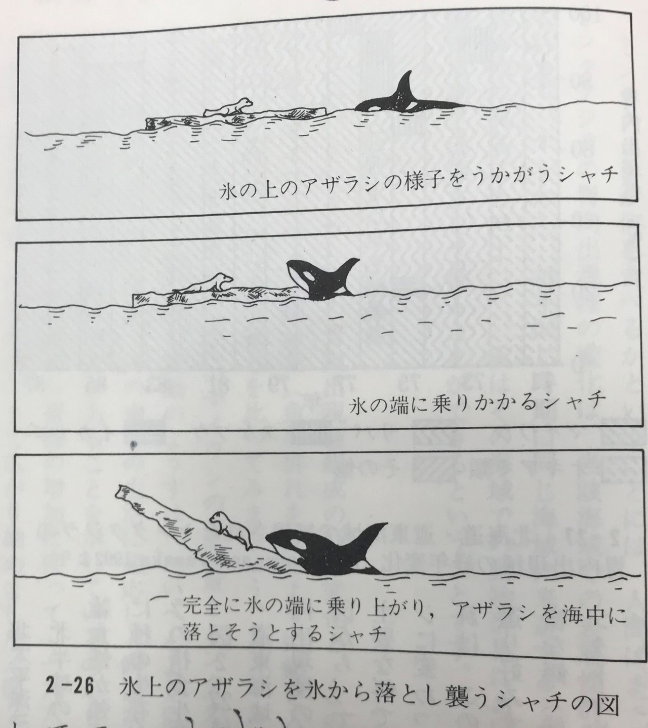 ここまでわかった イルカとクジラ 実験と観測が明らかにした真の姿 Mr Sayonara Note
