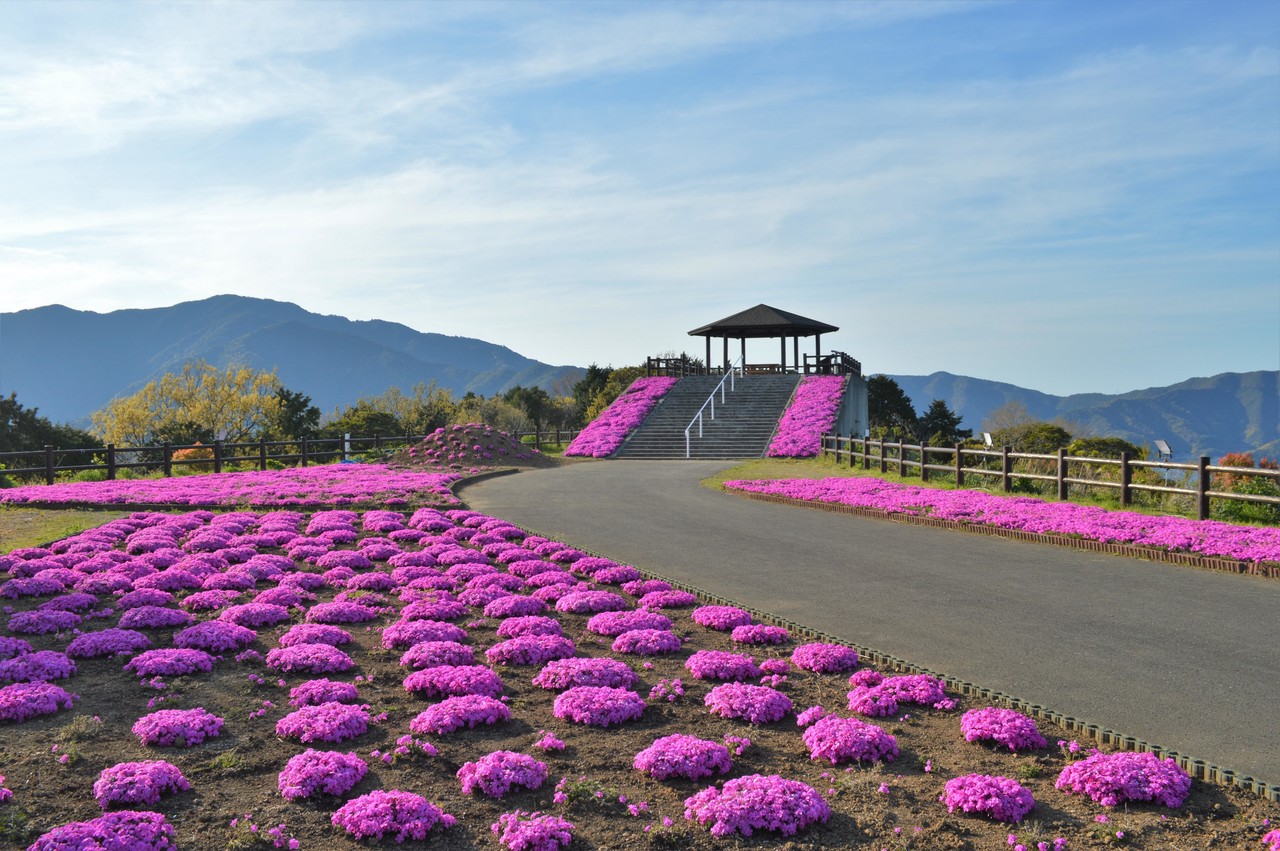 芝桜と 空の公園 おおの たつや Note