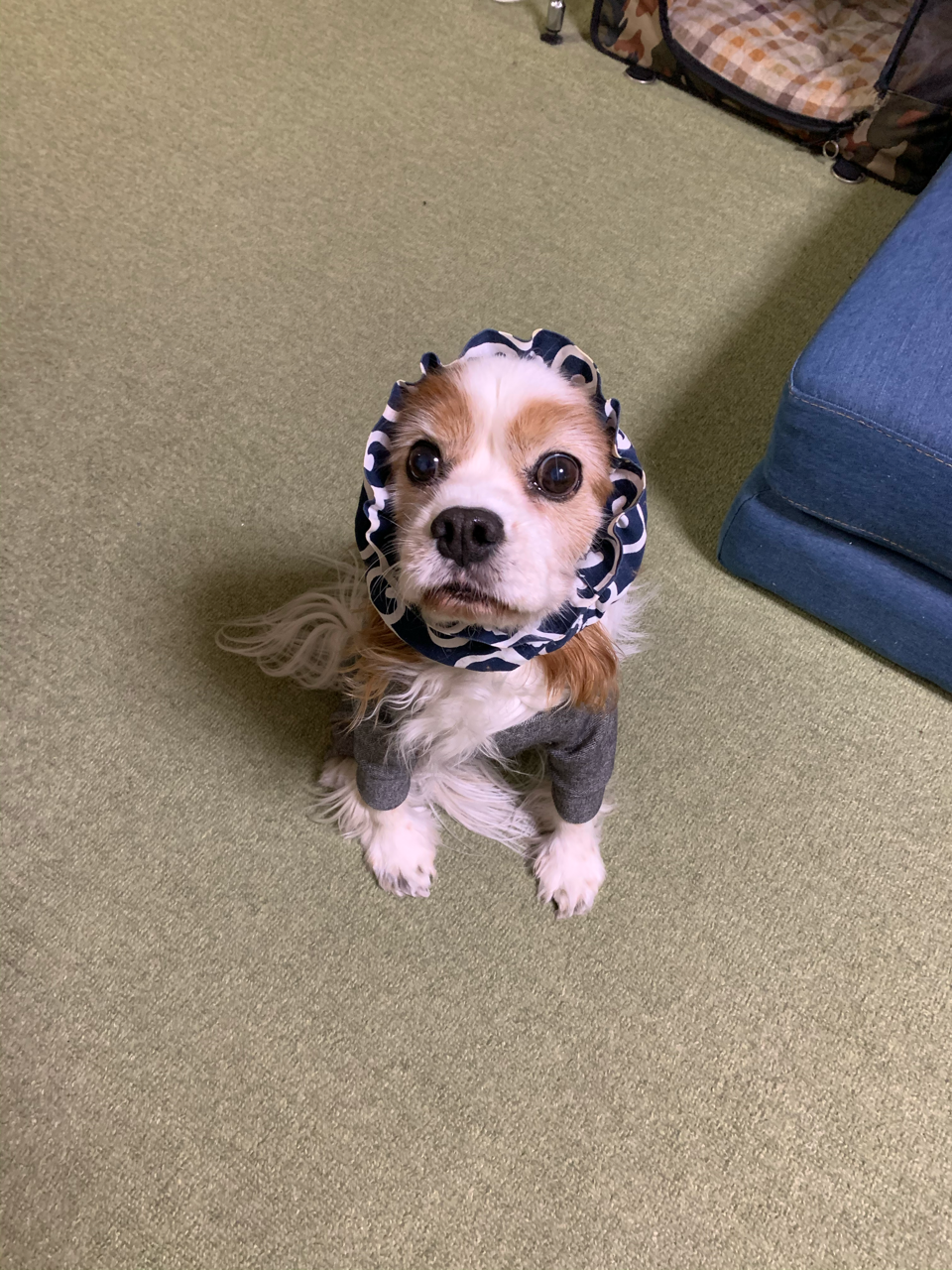 発作 かまちゃん Note