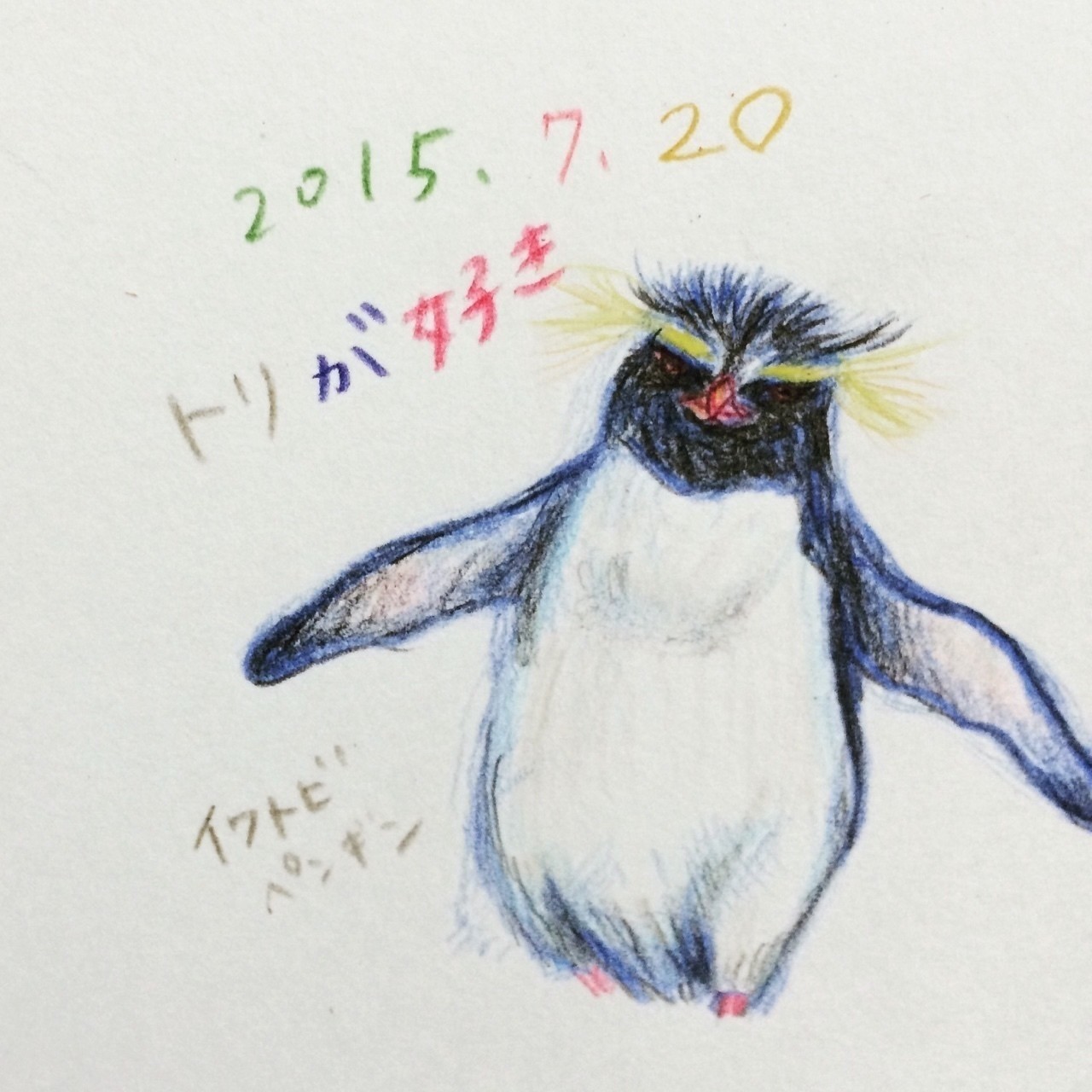 最高のイラスト画像 これまでで最高のイワトビ ペンギン イラスト