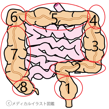 大腸の名称分け 初心者はここだけは覚えておこう とびぃ Note