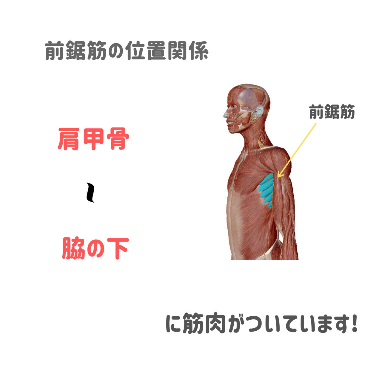 胸のトレーニングではなぜ胸を張るのか 加藤峻也 Shunya Kato Note