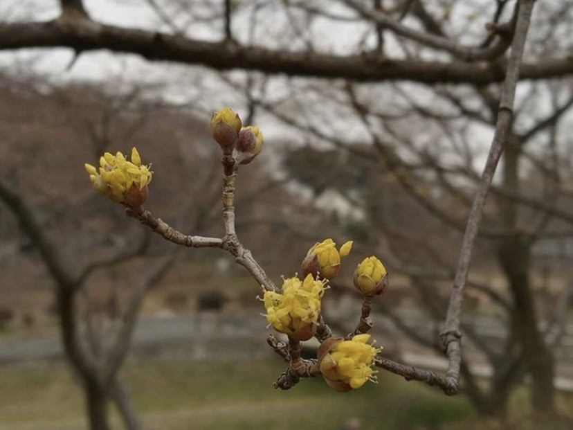 早春の花 平屋私庭日記 ３７ ライツ社