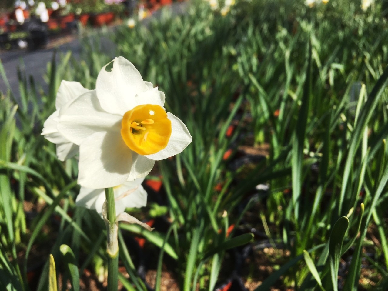 50 素晴らしいフ サザキ スイセン 最高の花の画像