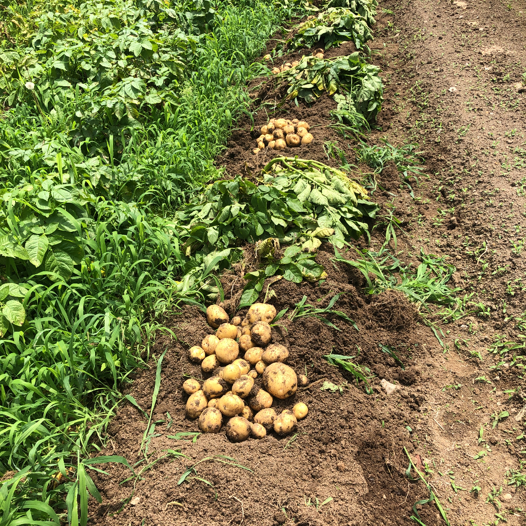ジャガイモの栽培法｜MUNA_FARM 無農薬自給自足｜note