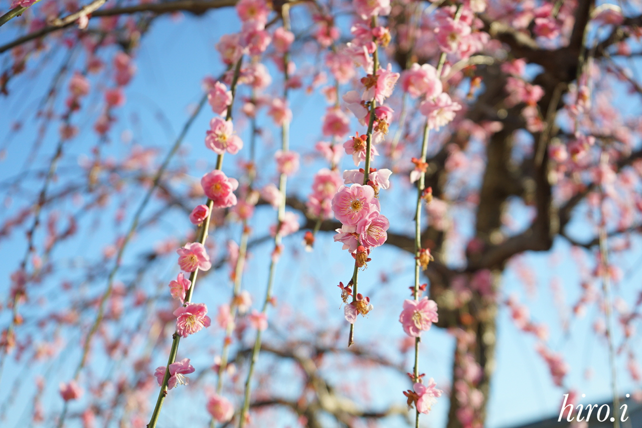 エモーショナルな梅の花 岩崎ひろ美 フォトエッセイ Note