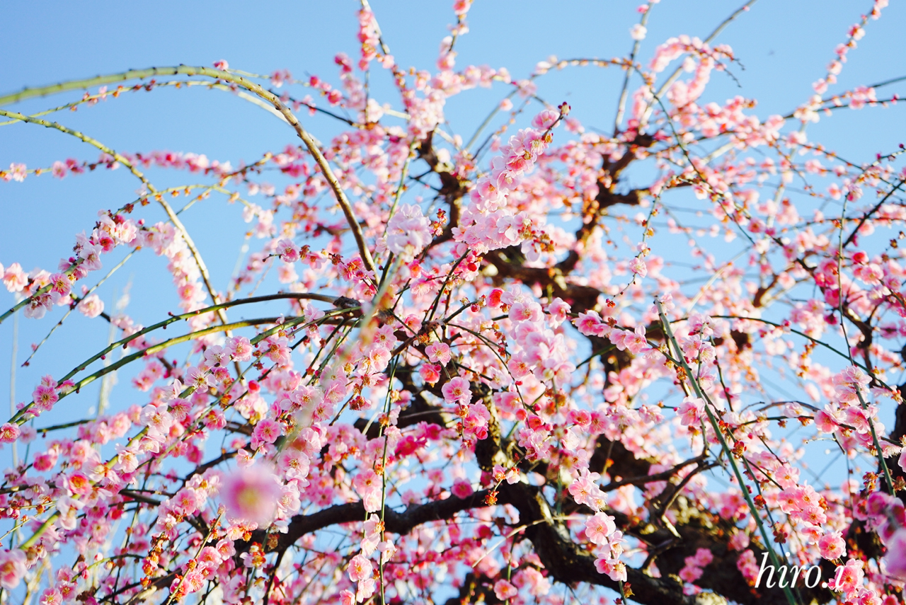 エモーショナルな梅の花 岩崎ひろ美 フォトエッセイ Note