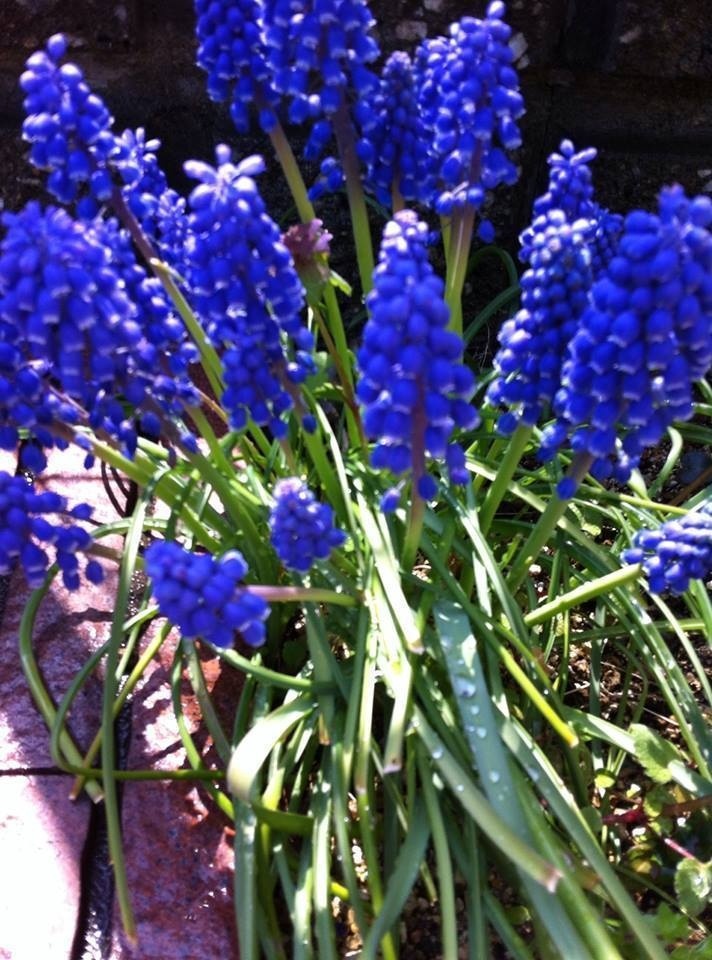 すべての花の画像 これまでで最高のブドウ 花言葉