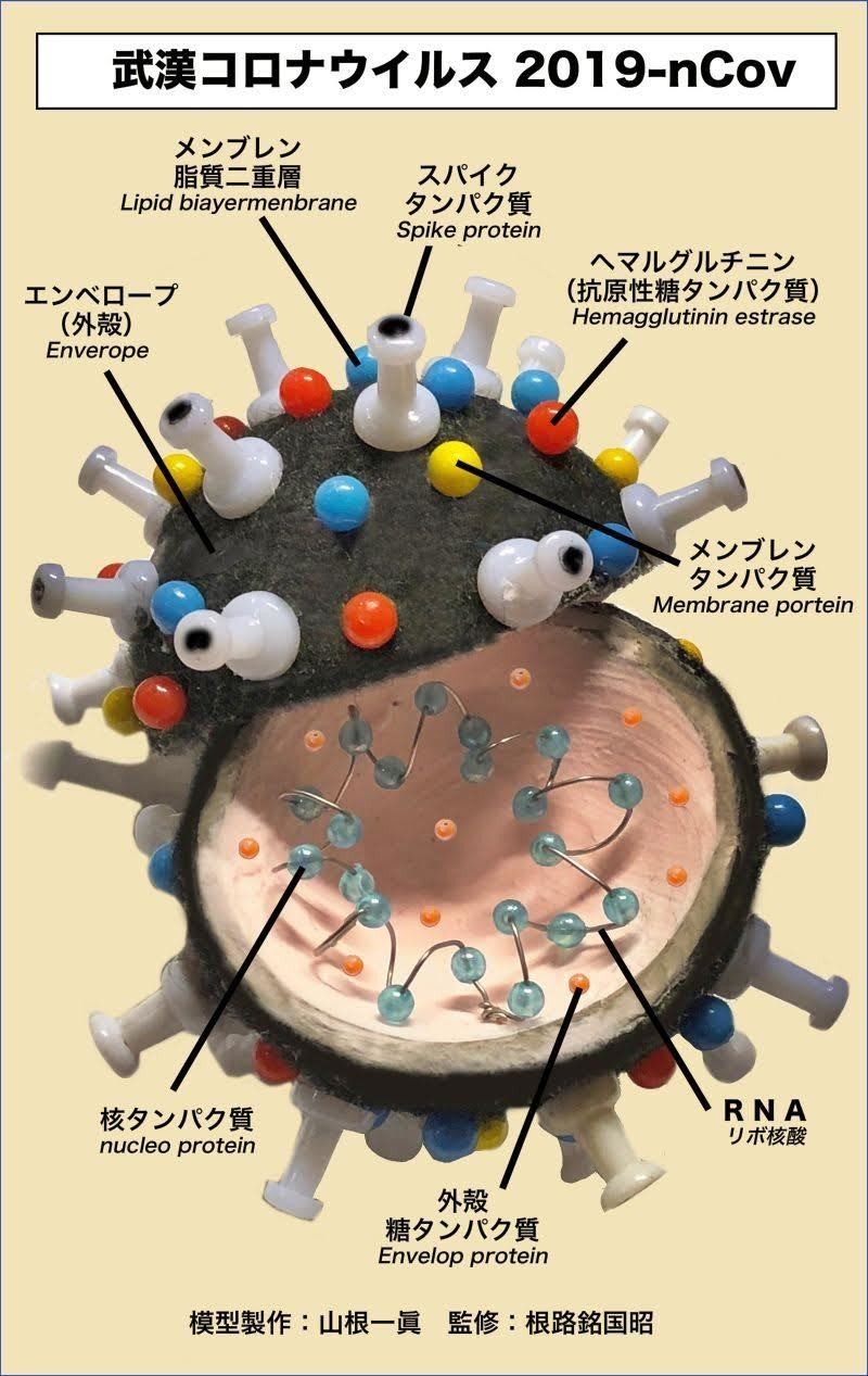 執り成しレポート 新型コロナウイルスについて ライジング