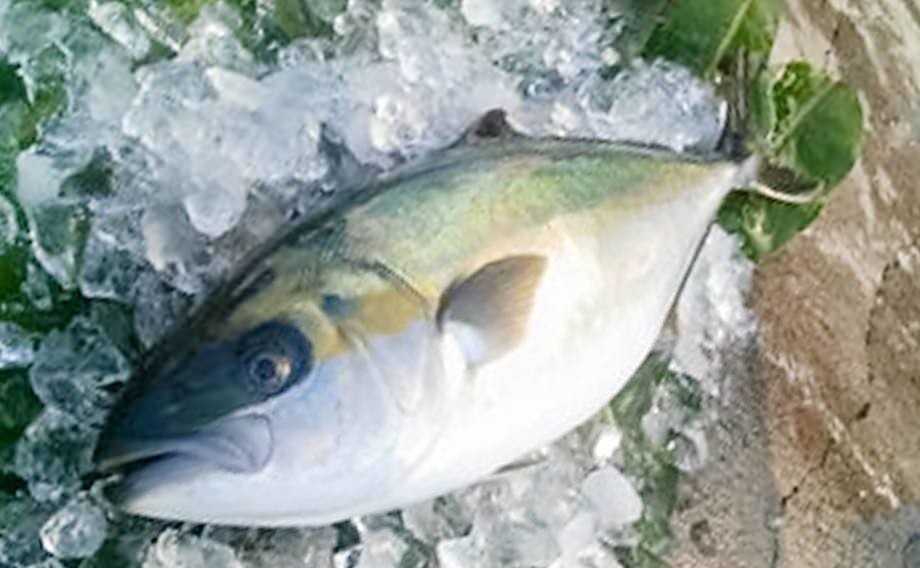 錦江湾のど真ん中を食す ヒラマサを丸ごと楽しむ体験レポート 大隅半島 半島同盟 Peninsula Union Note