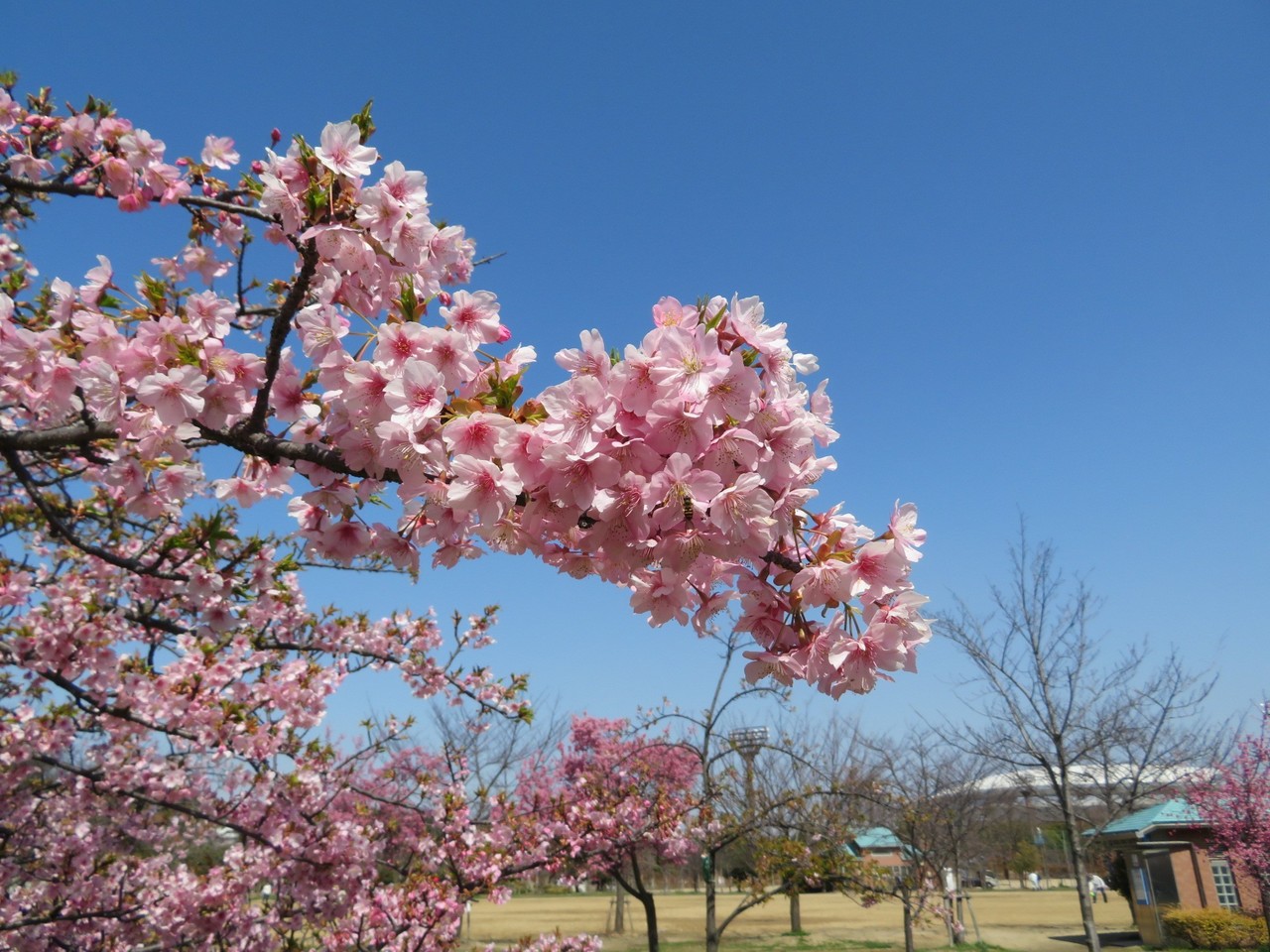 後編 長居公園を自由に適当に歩く すかいうぉ Note