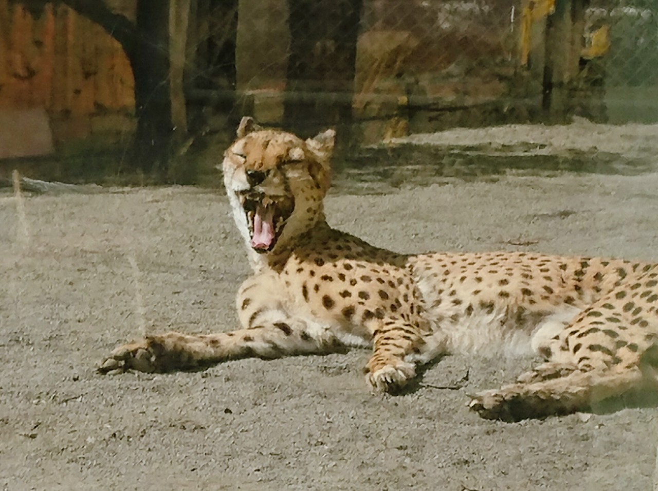 動物大好きな漫画描きニートが多摩動物公園でクイズラリーしてきた 中編 かなこ Note