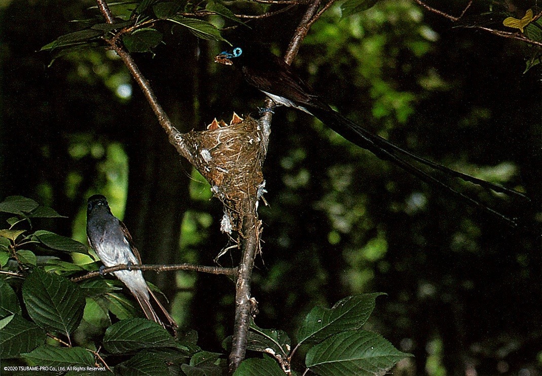 野鳥写真集 小鳥のくる水場 ぞうき林の小さなオアシス 第3回 全文公開チャレンジ 映像制作会社つばめプロ Note