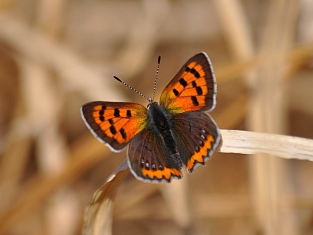 033ベニシジミ Banyan Note