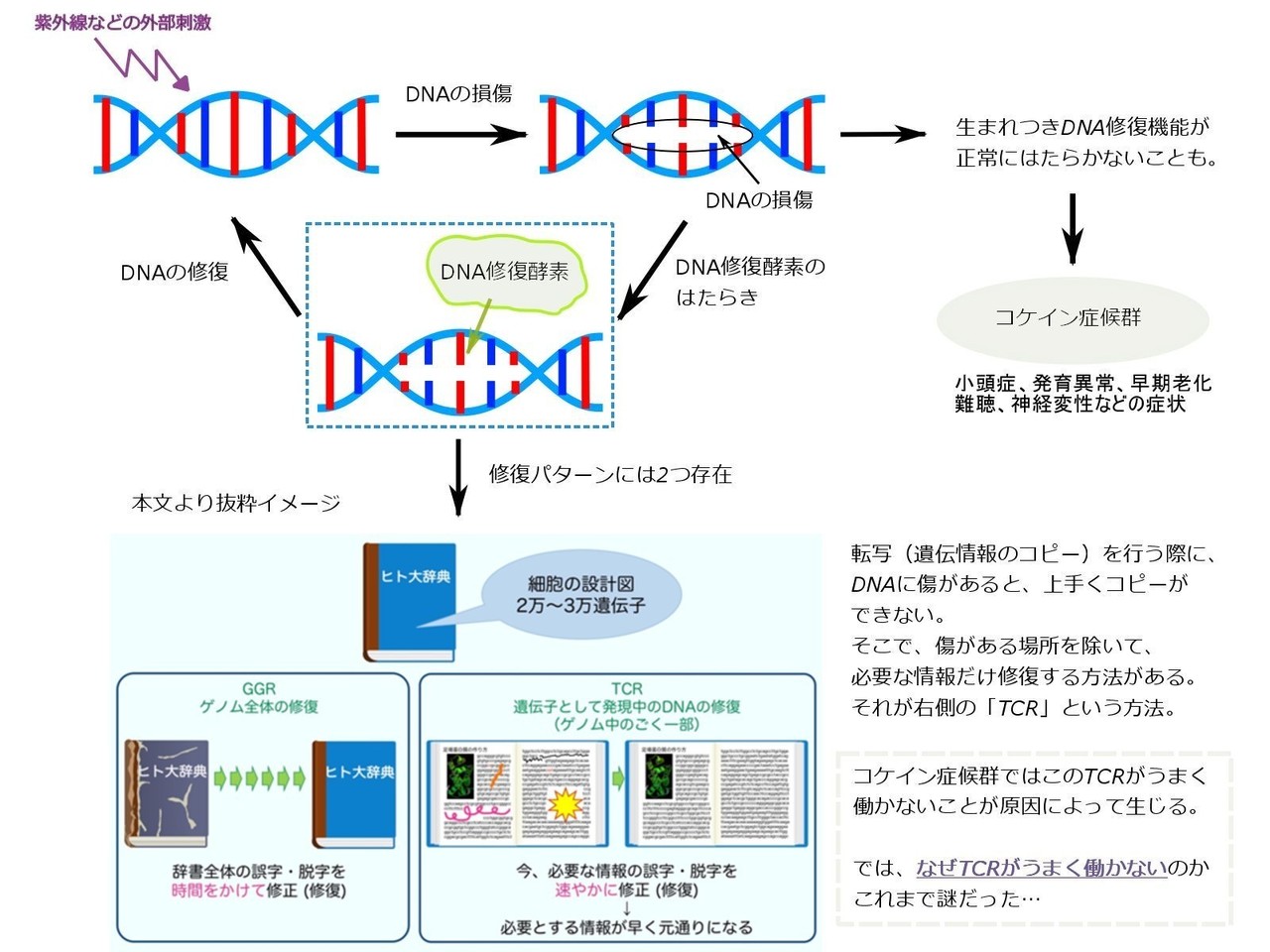 うなじを左右に開くだけで156年眠った遺伝子が覚醒 河野整体遺伝子覚醒法 DVD うなじを左右に開くだけで156年眠った遺伝子が覚醒 河野整体
