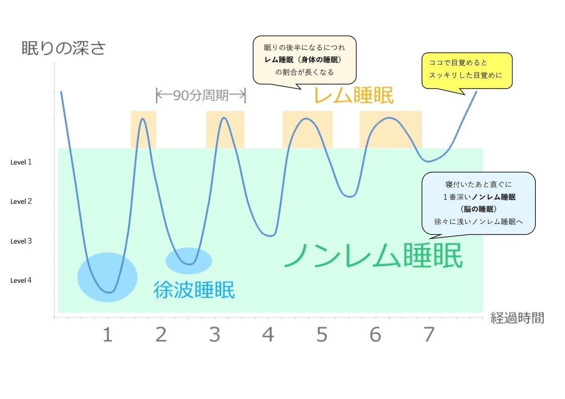 レム睡眠 - Rapid eye movement sleep - JapaneseClass.jp