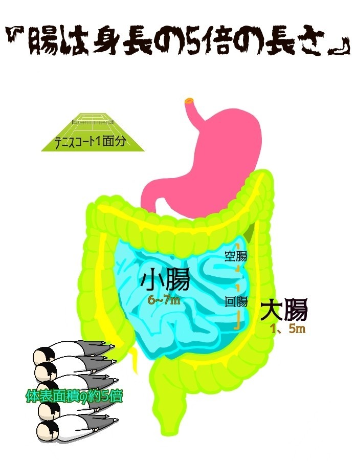 【夜は腸だって眠い？今さら聞けない腸の役割とは！？】｜unco2020｜note