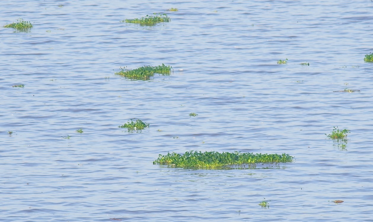 ラプラタ川に浮かぶもの あきうみ Note