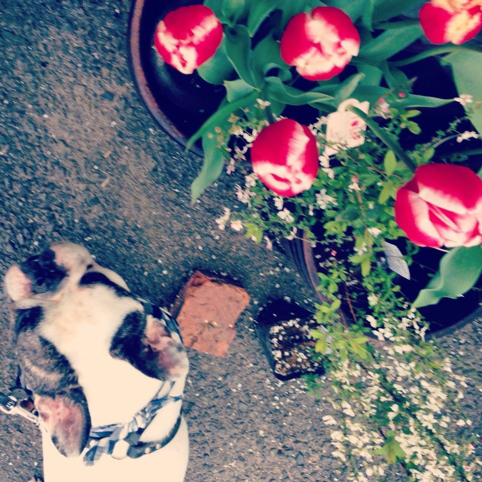 過去写真 ゴルフ場 花と犬と足元 街の片隅 Alexandre Ishii Note