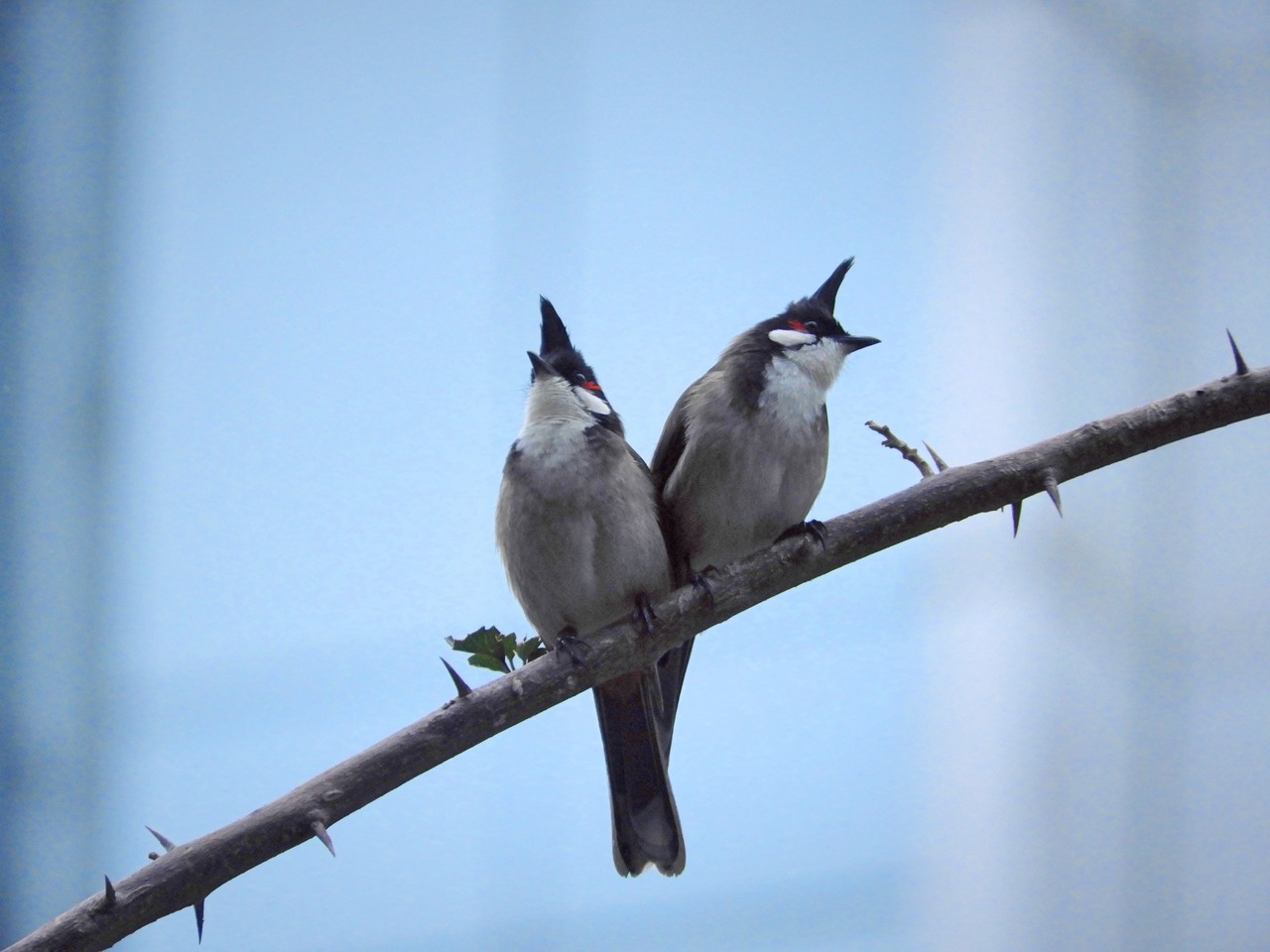 香港觀鳥 香港の野鳥たち 迷鳥 コンサル 香港帰任 Note