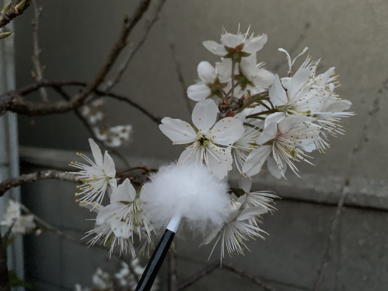 サクランボの開花 平屋私庭日記 ３９ ライツ社