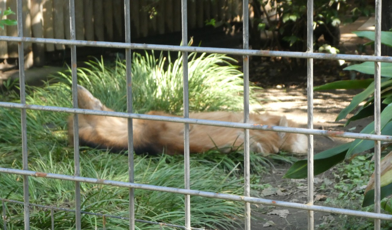 上野動物園で見られる パンダより珍しい動物 白井オオカミ Note