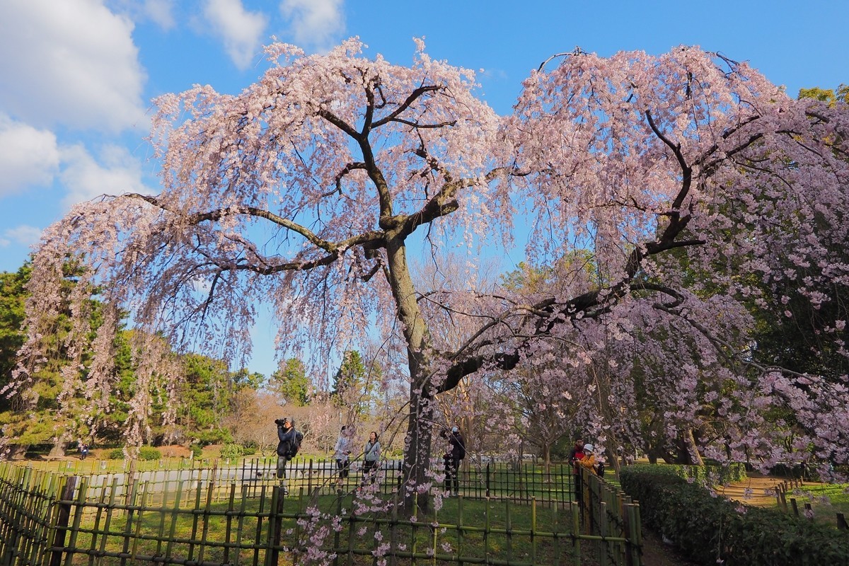 京都の桜だより 京都御苑 やすぽん Note