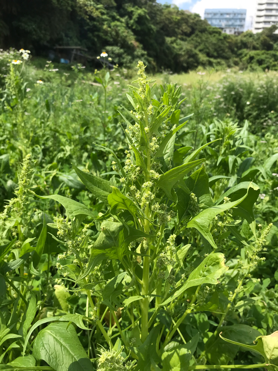 野菜を選ぶ 伊禮力 Note