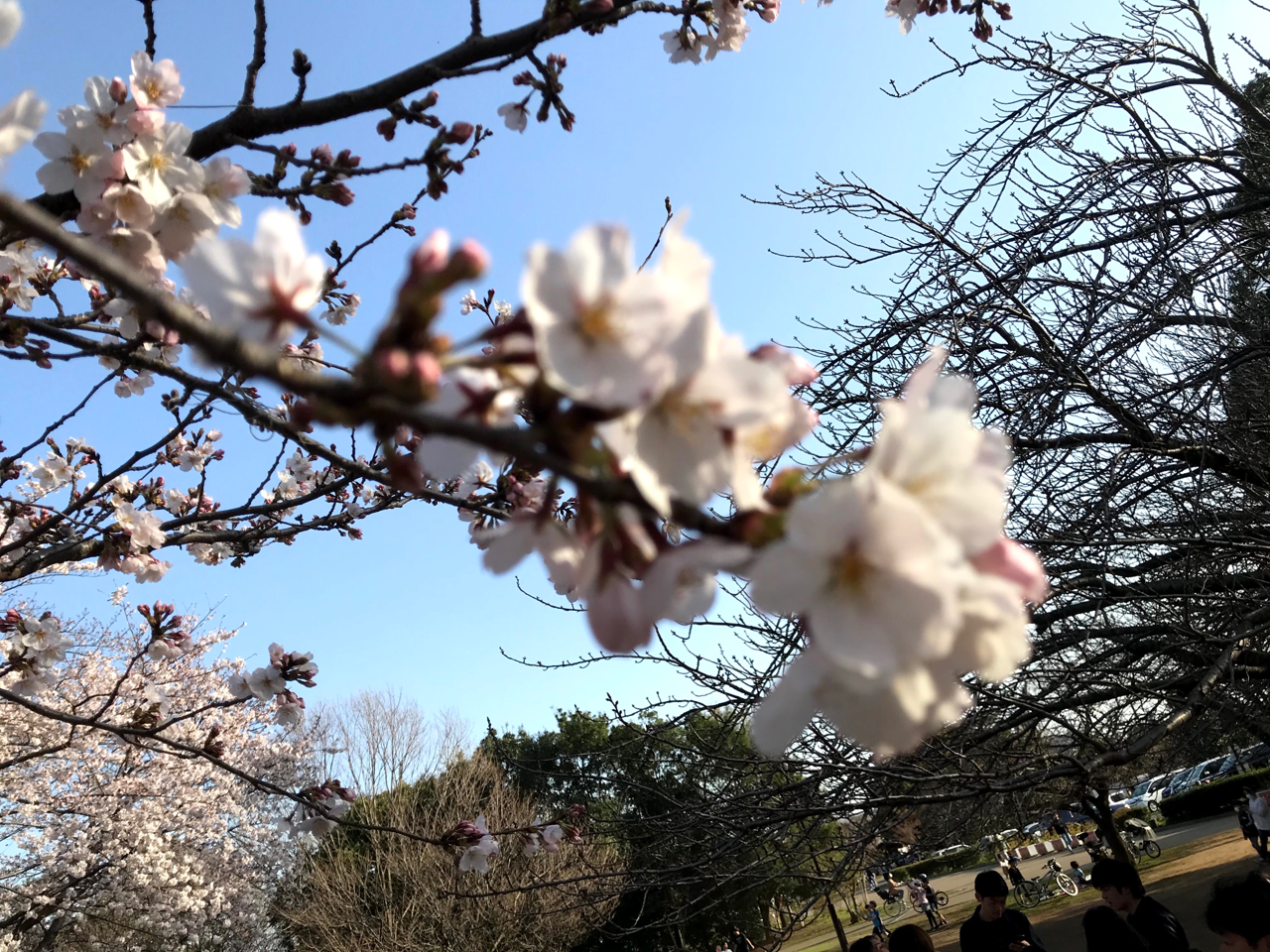 桜 Fuji Note