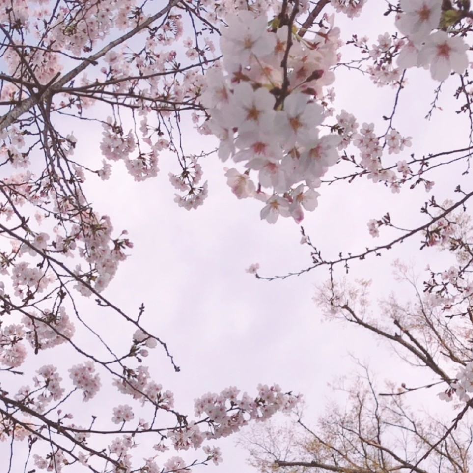 桜の日々はうるわしくも侘しい あらしろひなこ Note
