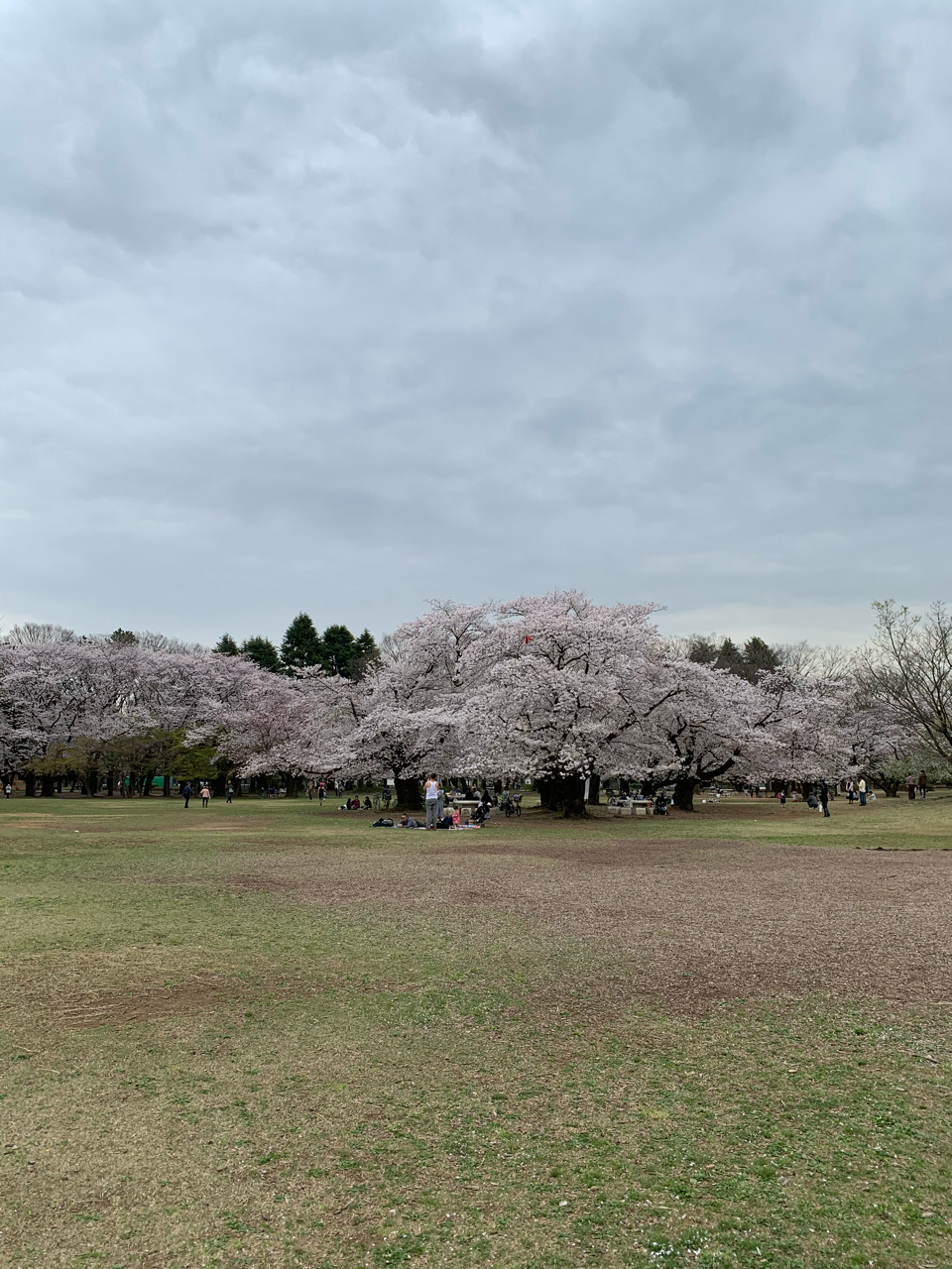 桜吹雪 烏枢沙摩 Note