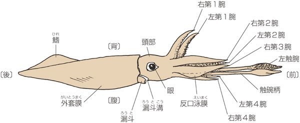 グルメの話 番外編 イカについて知る 小野由衣子 Note