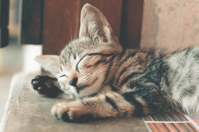 自宅待機 stayathome corona cat