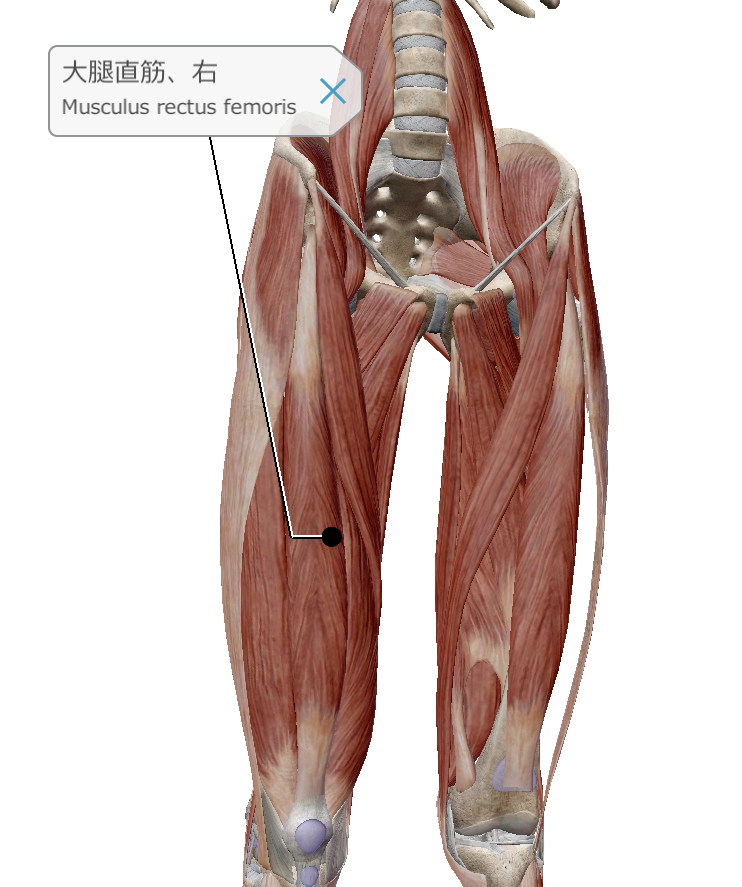 大腿直筋の機能解剖学｜さかすけ(PT)｜note