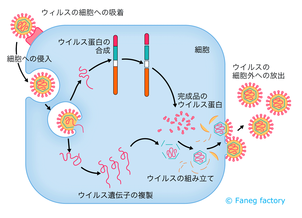 ウイルスの構造と増殖のしかた Toshi Akazawa Note