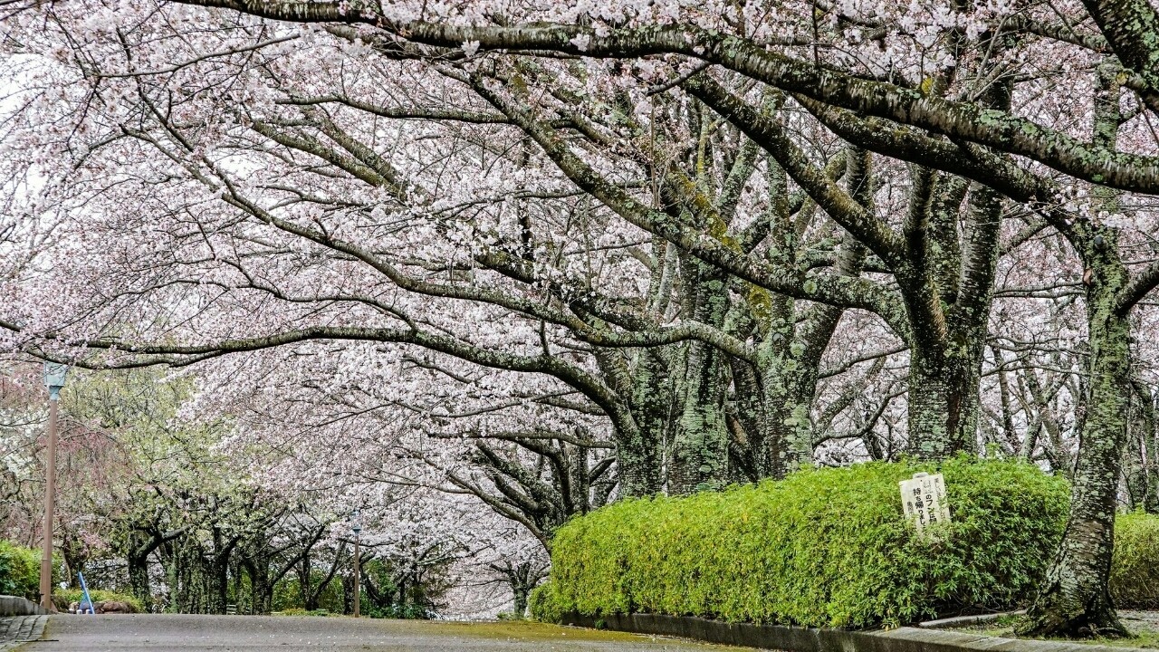 京都桜を撮る会レポ ２日目 やんじぇ Note