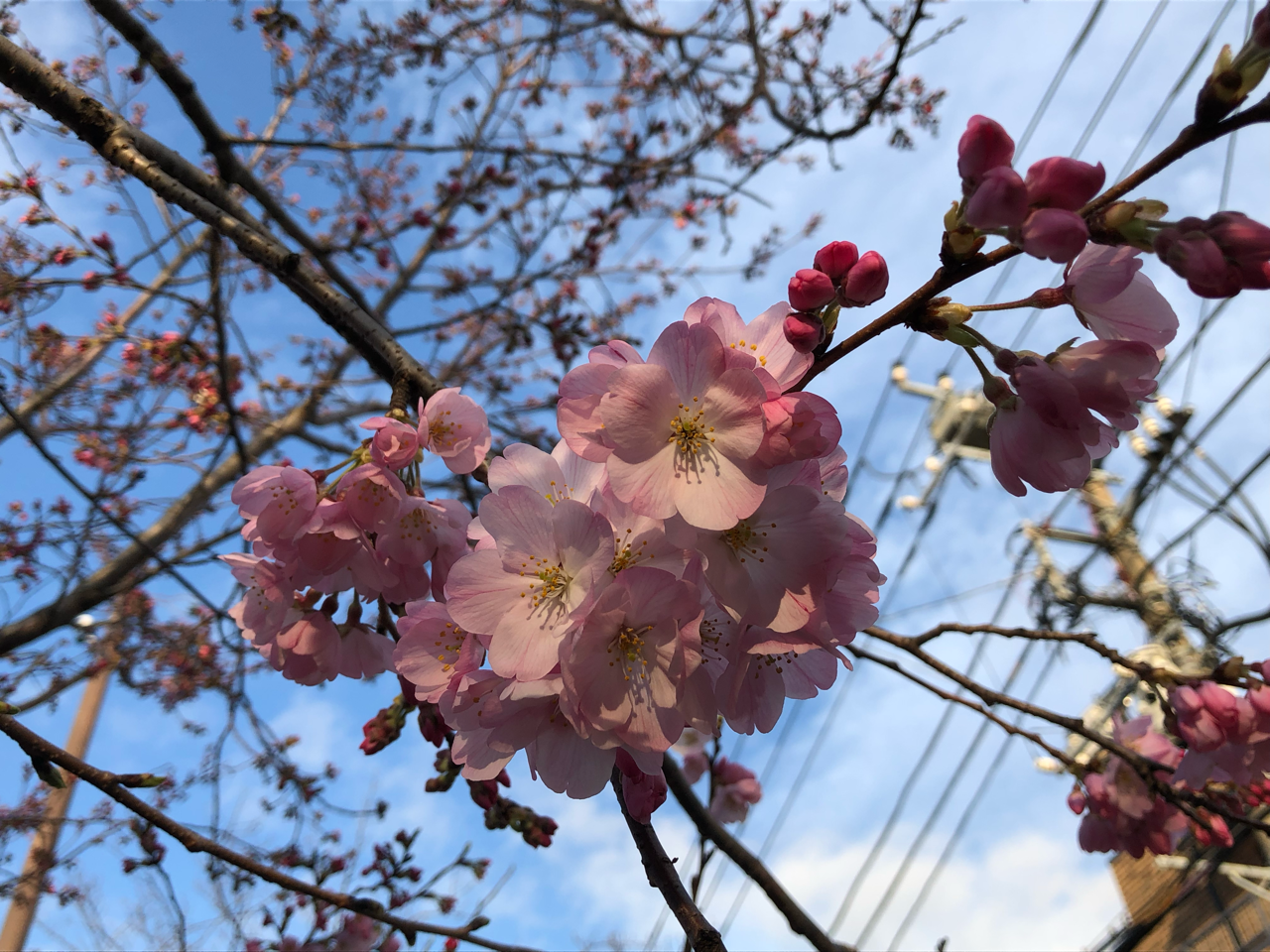 どこかもの悲しく感じる桜の花に 国吉純 Note