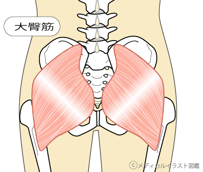 大臀筋を鍛えるのに効率的なスクワットは 加藤峻也 Shunya Kato Note