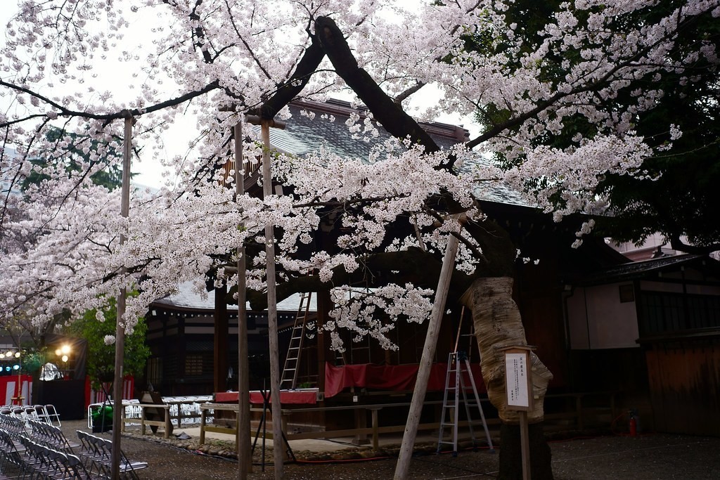 桜の開花宣言 東京の基準が靖国神社になったのはなぜ オモシロなんでも雑学 公式 Note