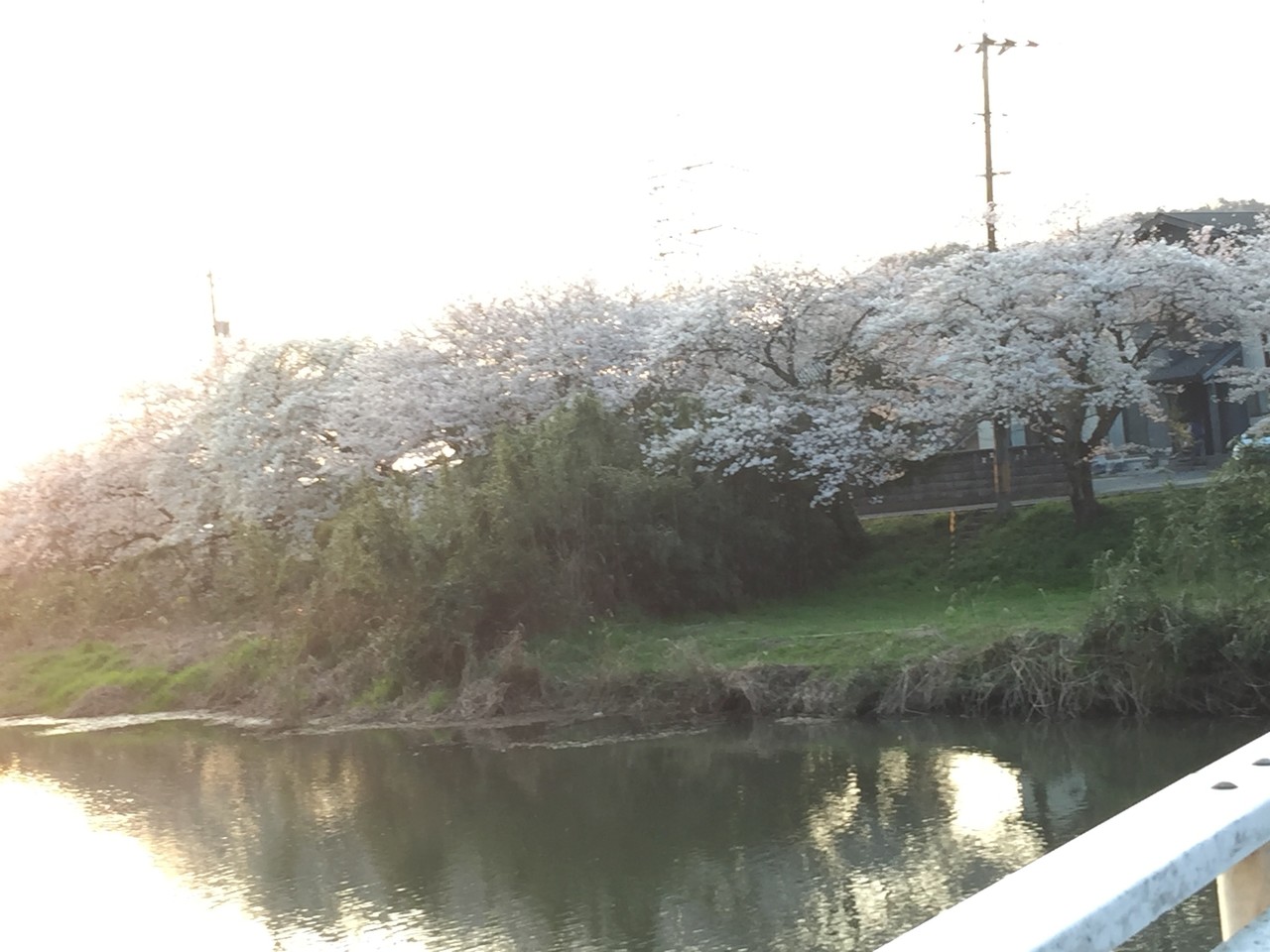 桜並木の散歩道 けん坊753 Note