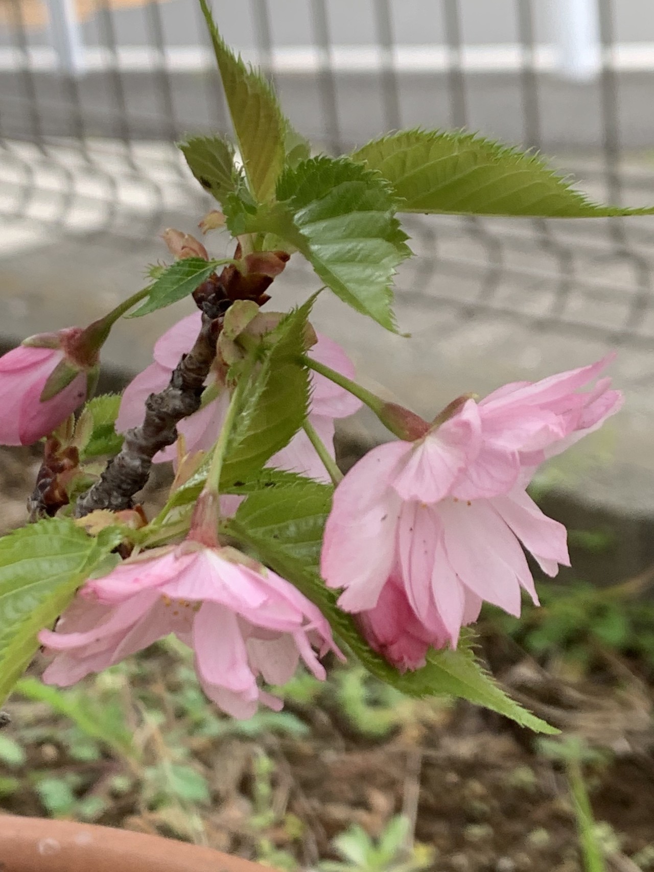 庭に咲く 小さな桜 柏木誠 プロジェクトデザイナー Note