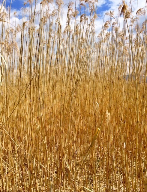 琵琶湖畔に生息する 自然の恵み 葦 ヨシ 雑感 Nature S Blessing Reeds Inhabit On The Shores Of Lake Biwa アスライト Note
