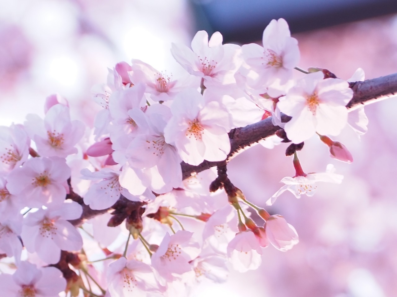 日本に桜があって良かった 桜の写真ギャラリー公開 あゆ Note