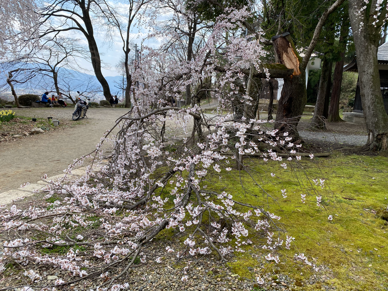 3 16の湿った雪で桜の木が折れた ハリー Note